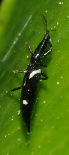 Tisanottero molto grande:  Compsothrips albosignatus (Phlaeothripidae)